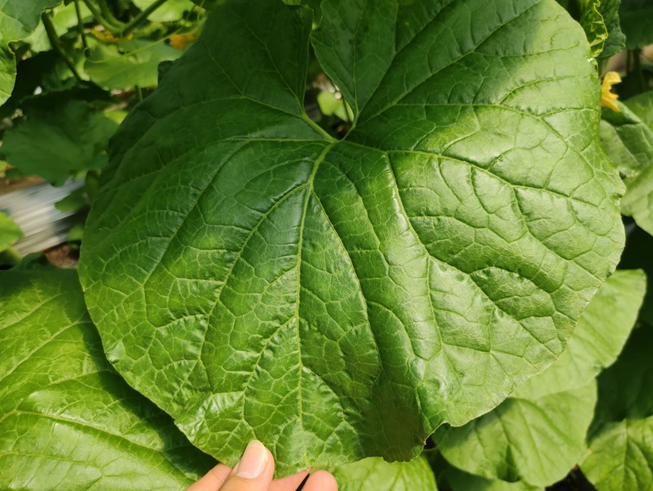 司普沃進(jìn)口水溶肥怎么樣？專業(yè)技術(shù)老師來(lái)解答。