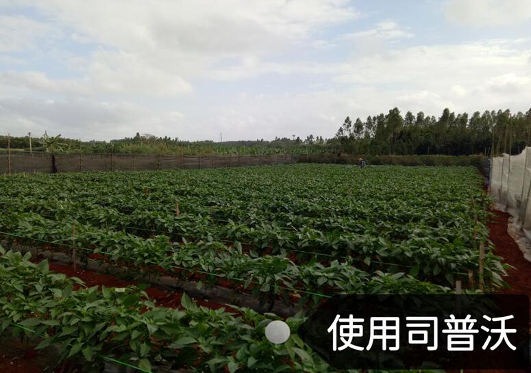 水溶肥的神奇奧秘，作物黃化也能治