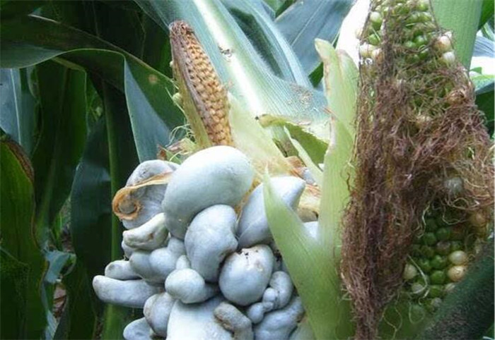 植物生長(zhǎng)調(diào)節(jié)劑的作用