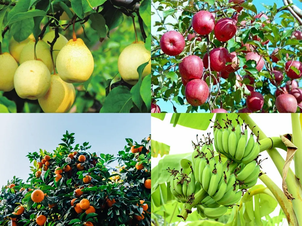 磷酸二氫鉀的幾個(gè)神奇組合方案，讓你的作物成為別人家羨慕的對(duì)象？