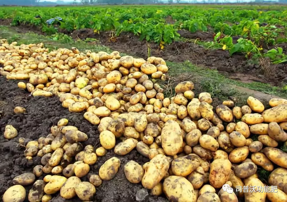 含腐殖酸的水溶肥料為什么能讓客戶贊不絕口？