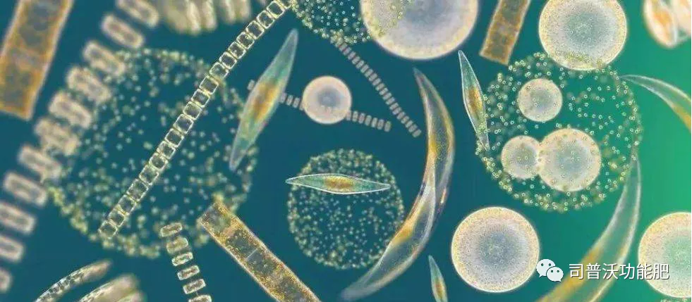 使用菌肥時這7點(diǎn)一定得注意