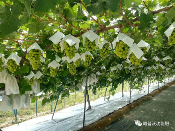 解密磷酸二氫鉀作用技巧，有些技巧你還真的不知道