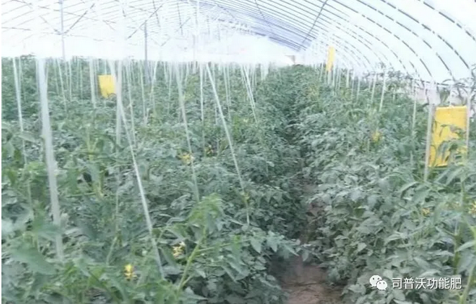 番茄卷葉不只是因為高溫和輪作那么簡單，葉片“向上卷”和“向下卷”也不一樣！