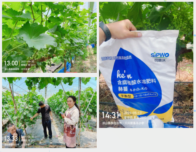 “氮、磷、鉀”三要素，你真吃透了嗎？