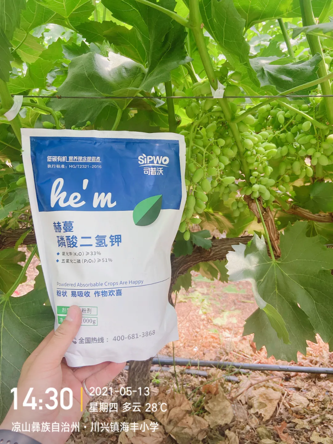 磷酸二氫鉀的辨別真假現(xiàn)場，99%以上是假貨！