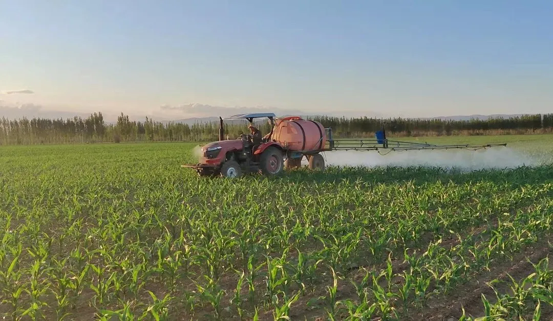 如何防止玉米倒伏？做好這三點*關鍵?。?！