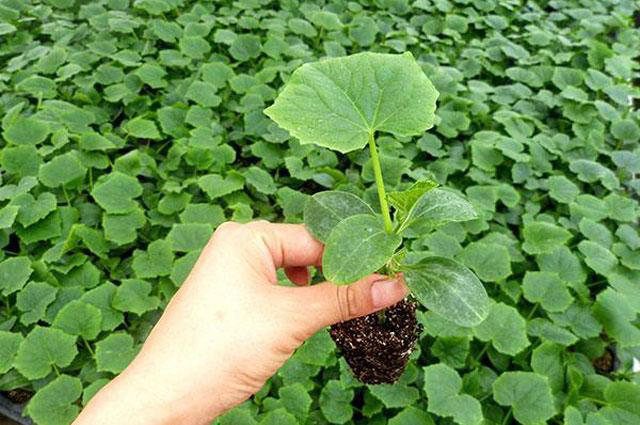 越夏黃瓜旺長徒長怎么辦?司普沃教您一招有效解決。