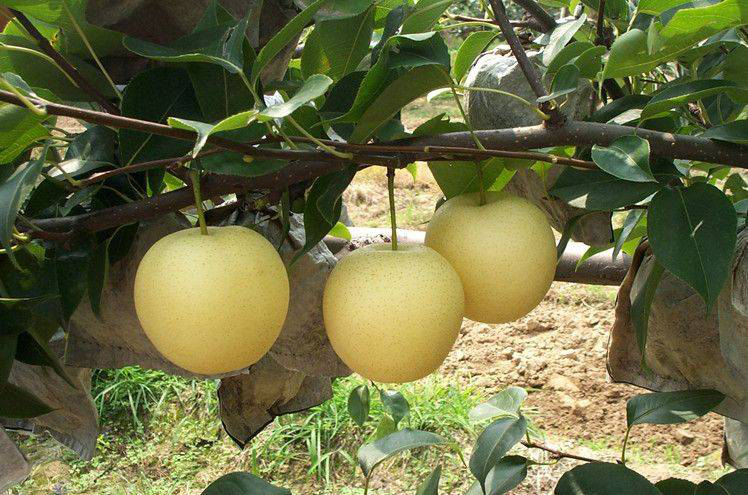 黃冠梨發(fā)生雞爪病，不知道發(fā)病原因和預(yù)防措施，來看看司普沃的這篇文章