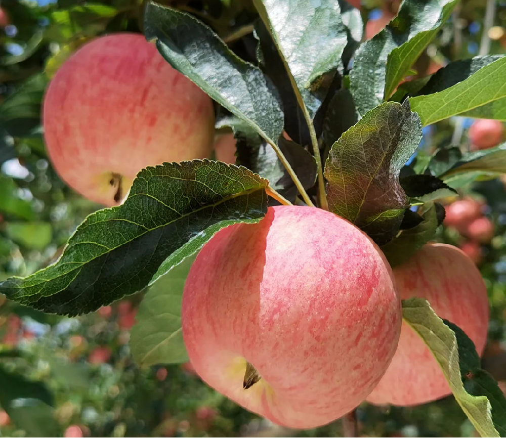 蘋果進入二次膨大期，不知道該怎樣施肥，司普沃來幫助大家