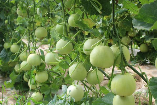 拱棚甜瓜下部葉片發(fā)黃，咋回事？來看看司普沃是怎么說的