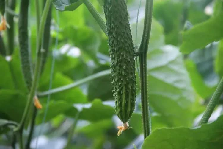 棚室黃瓜出現(xiàn)徒長(zhǎng)的原因是什么？該如何控制？速看司普沃這篇文章