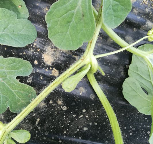 西瓜出現(xiàn)裂蔓，司普沃教您如何有效解決