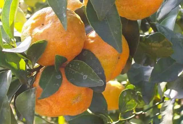 柑橘出現(xiàn)浮皮果，怎么辦？司普沃來幫您！