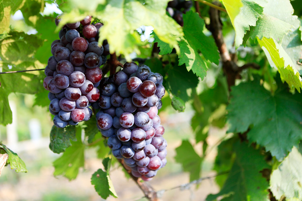 如何促進(jìn)葡萄著色，司普沃教您幾招，速看！