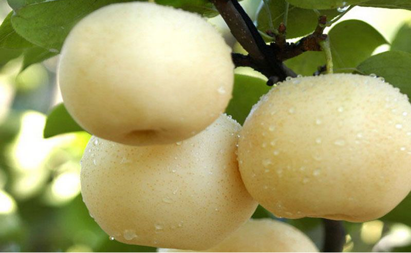 黃冠梨秋季如何管理？快與司普沃一起來看看！