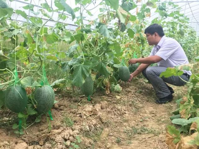 哈密瓜白粉病嚴(yán)重？如何進(jìn)行防治？司普沃為您解答