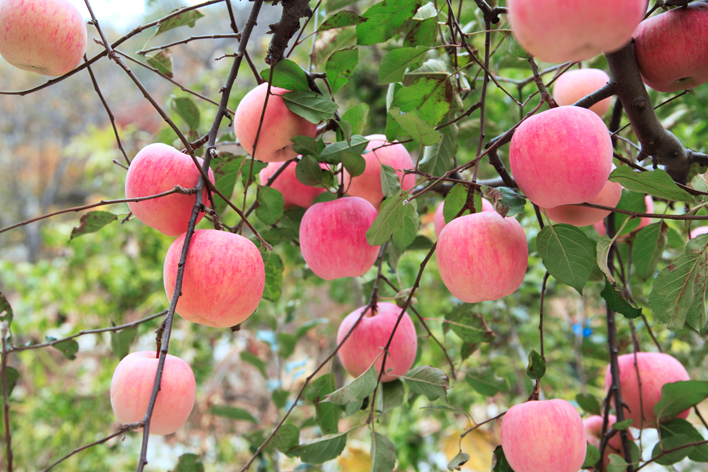 想要產(chǎn)出優(yōu)質(zhì)蘋果，8月份該補(bǔ)充什么呢？司普沃帶您來了解