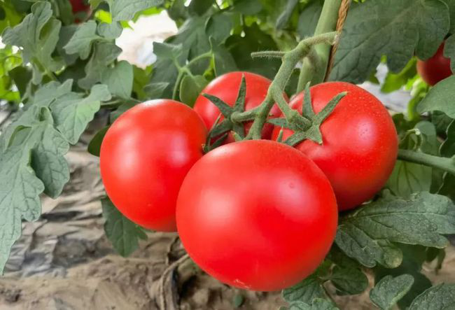 番茄定植前，防死棵需注意的幾個方面，與司普沃一起來看看