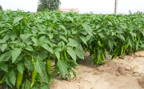 辣椒炭蛆病嚴重化，如何進行有效防止？司普沃給出了答案