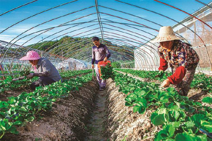 草莓栽后怎么補苗，才能獲得豐收，快與司普沃一起來看看