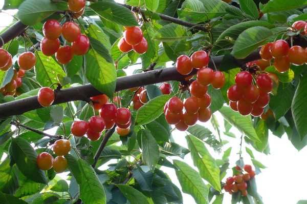 進入到秋季，櫻桃一定要預防早期落葉，與司普沃一起來了解一下