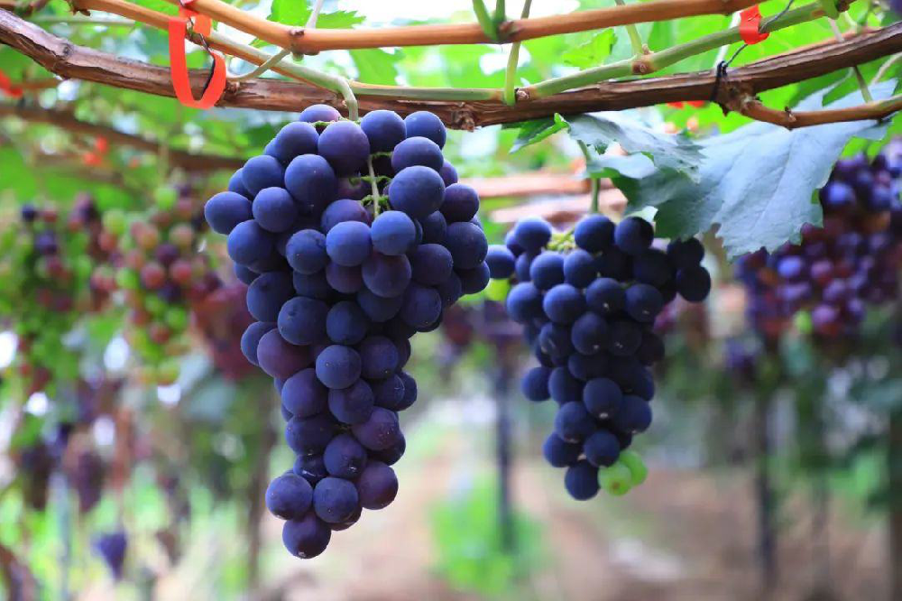 葡萄采收后如何管理？從哪里管理？速與司普沃一起了解一下
