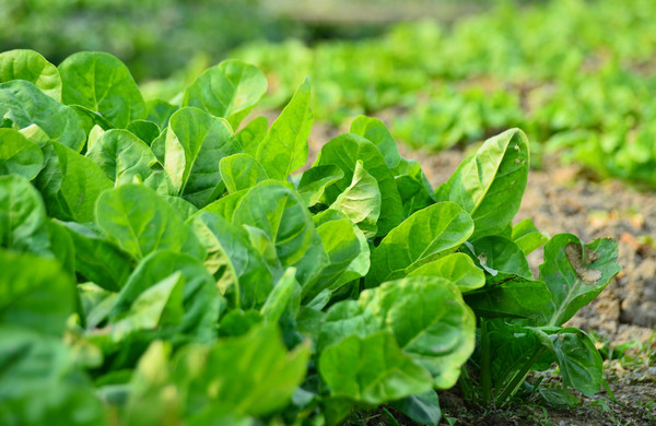 蔬菜根系弱、花少、病害多，怎么辦？與司普沃一起來看看