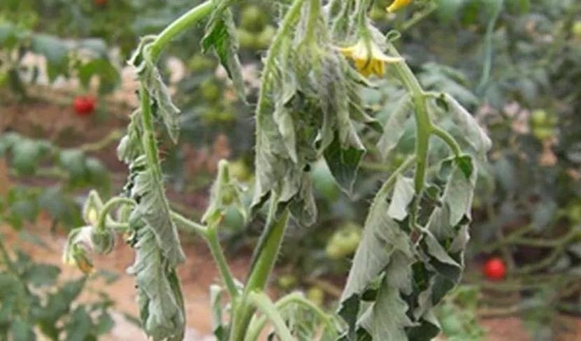 番茄青枯病防治技術與管理