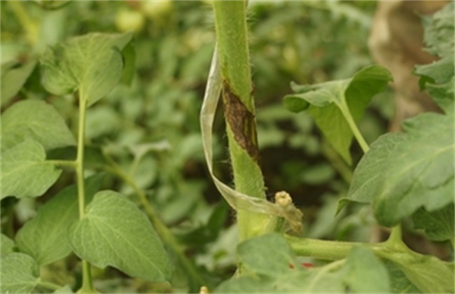 番茄芽枯病是啥原因造成的，又該怎么防治？司普沃為您輕松解決