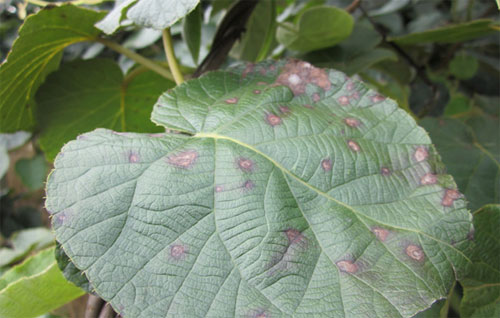 獼猴桃黑斑病怎么防治？司普沃為您解答