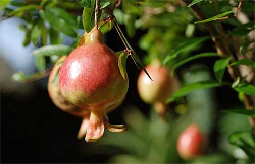 番石榴立枯?。ǜ煽莶。┰趺捶乐?？司普沃為您解決