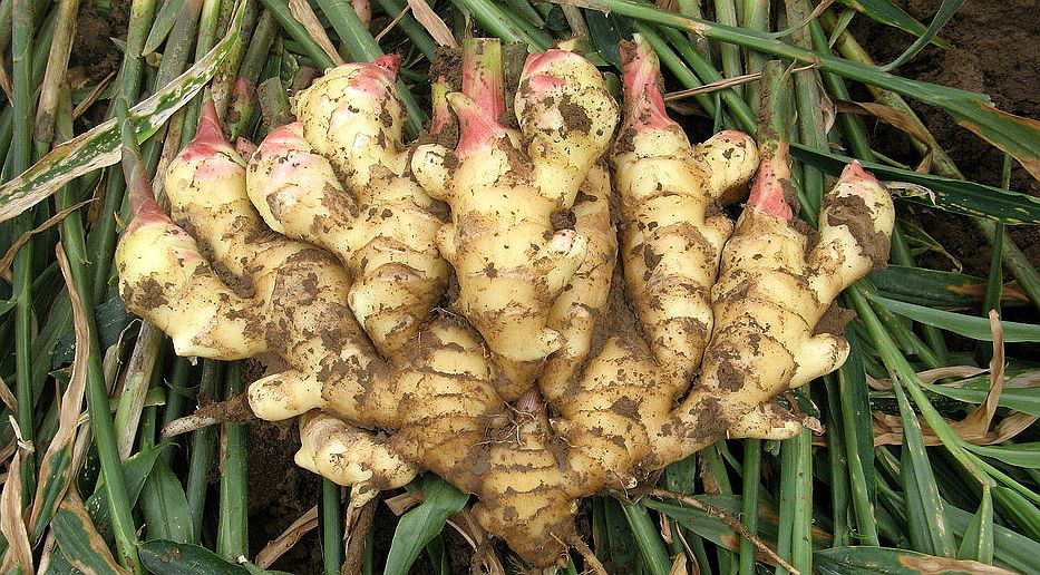 大姜想獲得高產(chǎn)，但死棵嚴重怎么辦？司普沃來幫您