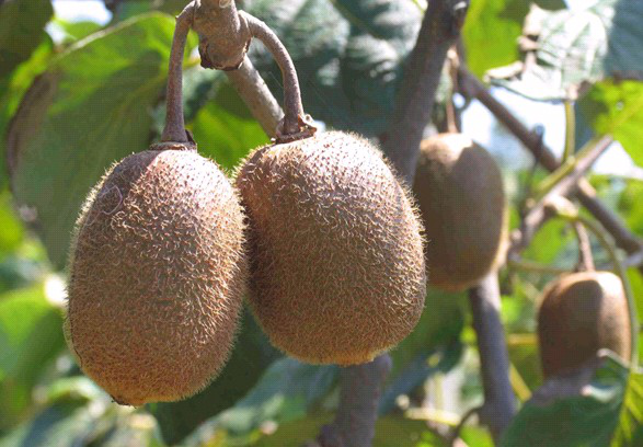 獼猴桃葉子盛、坐果少，什么原因？與司普沃一起尋找答案