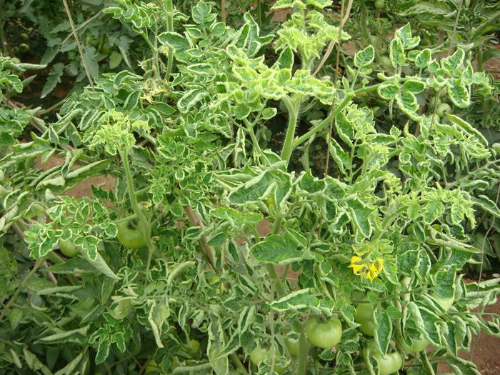 西紅柿卷葉是什么原因？應(yīng)該怎樣防治？與司普沃一起來看看