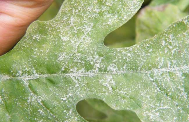 西瓜白粉病怎么防治？司普沃告訴您個小妙招