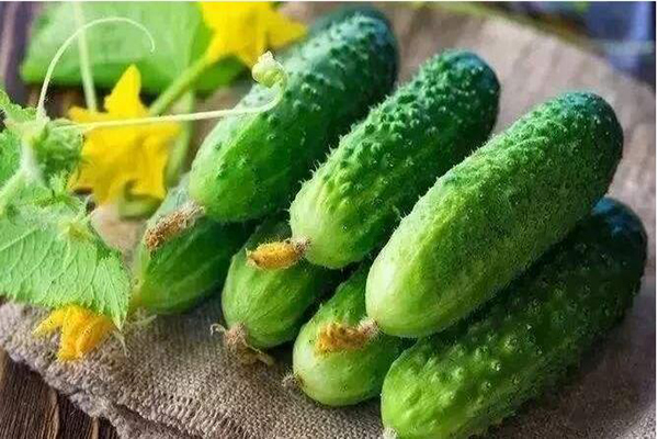 想要黃瓜優(yōu)質(zhì)生長，需要考慮哪些因素，與司普沃一起討論討論