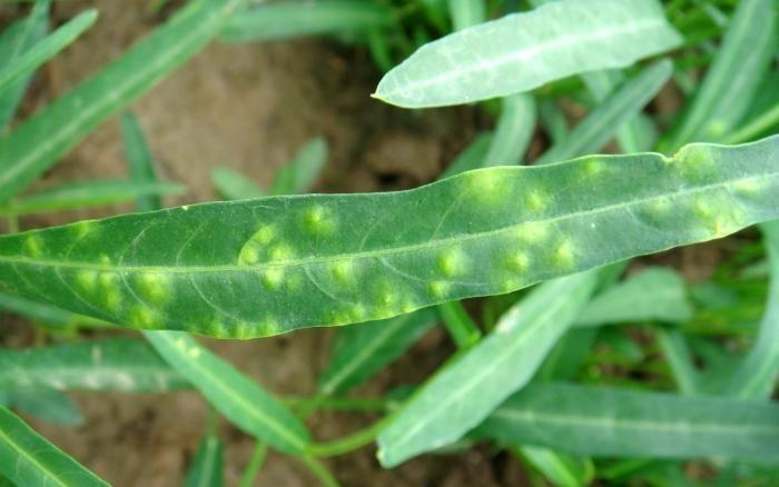 司普沃淺談空心菜白銹病的癥狀、病原、發(fā)生規(guī)律及防治技術(shù)