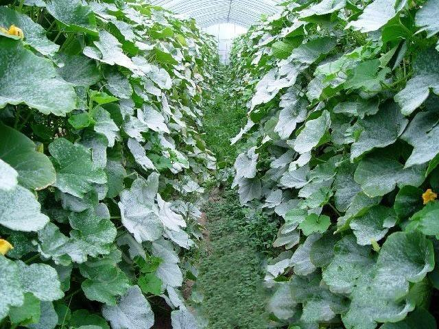 南瓜得了白粉病怎么辦？別著急司普沃來(lái)解決