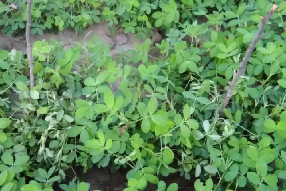 花生青枯病嚴(yán)重化怎么辦？別急，司普沃為您解答