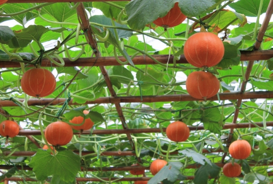 想要南瓜長得好，施肥這點要知道