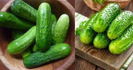 黃瓜秧子細(xì)需要施用什么肥？如何施用？司普沃為您解答