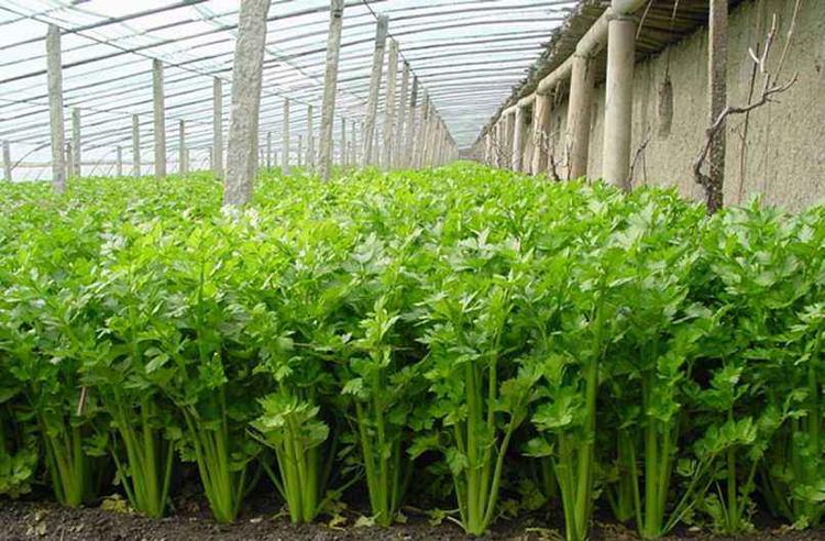 芹菜得了斑枯病，別急，司普沃為您解答