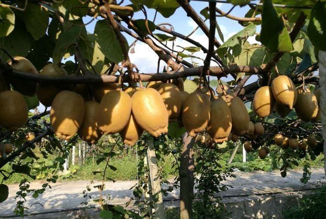 降溫后，需加強(qiáng)對火龍果的管理，速看司普沃這篇文章