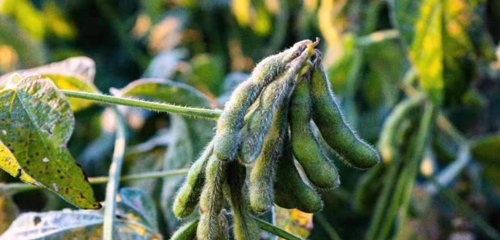 磷酸二氫鉀與“防凍”之間的關(guān)系！趕快來看，司普沃來告訴您