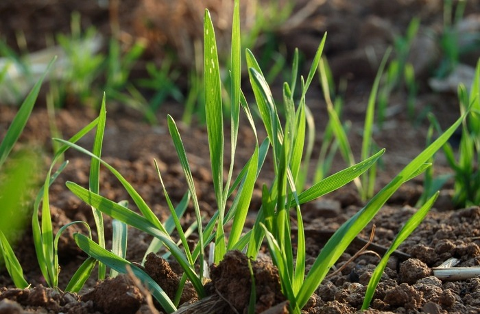 冬前只要抓好這3點(diǎn)，小麥苗壯產(chǎn)量高，速看司普沃這篇文章