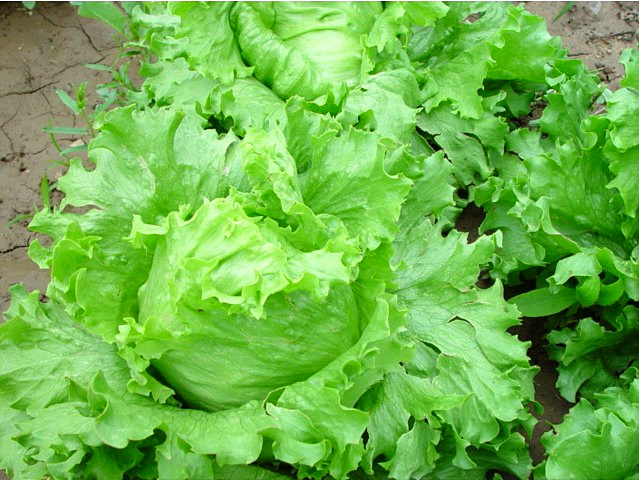 結(jié)球生菜不結(jié)球？愁壞農(nóng)戶！司普沃邀您一起找原因