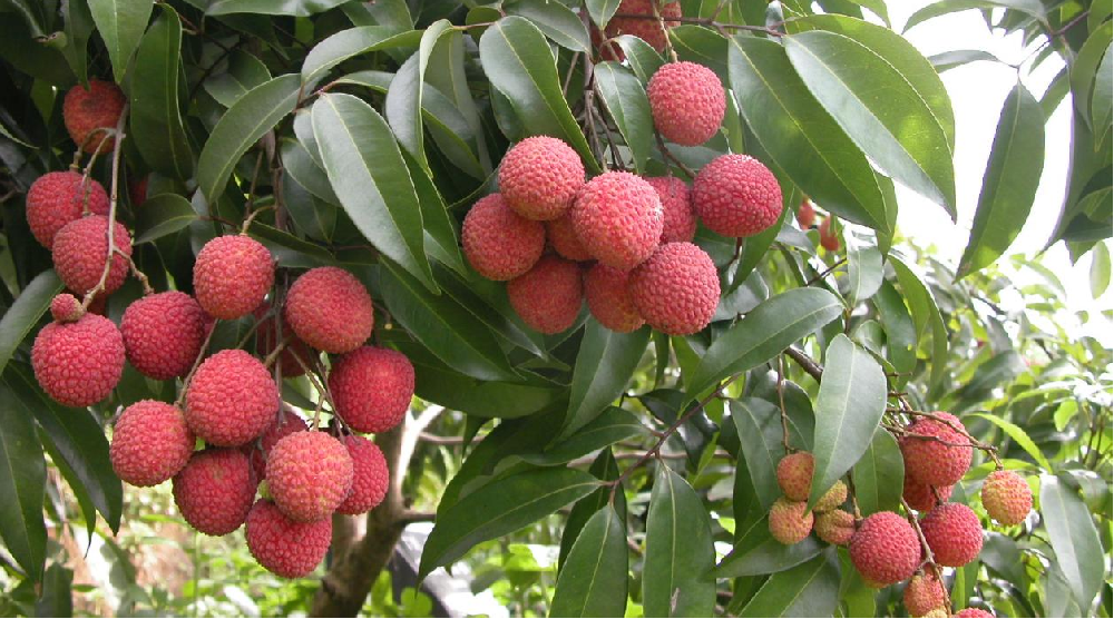 荔枝的花芽分化階段，如何管理水肥？司普沃告訴您