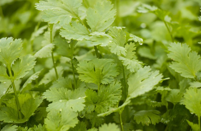 香菜產(chǎn)量高不高，就看水肥管理好不好，速看司普沃這篇文章