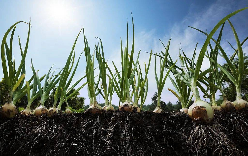 根系受損了，作物必定減產(chǎn)！與司普沃尋找原因和方法